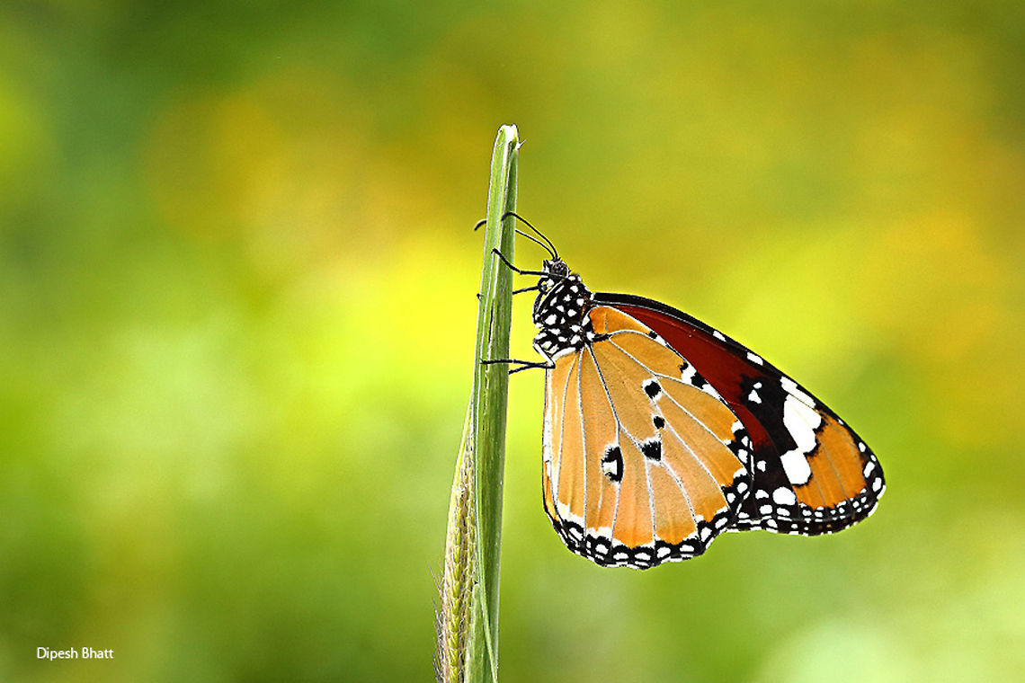 Plain Tiger "Danaus Chrysippus" (Female) Hand held shot without flash at plant nursery, Vadodara, Gujarat, INDIA. African Monarch,Danaus chrysippus