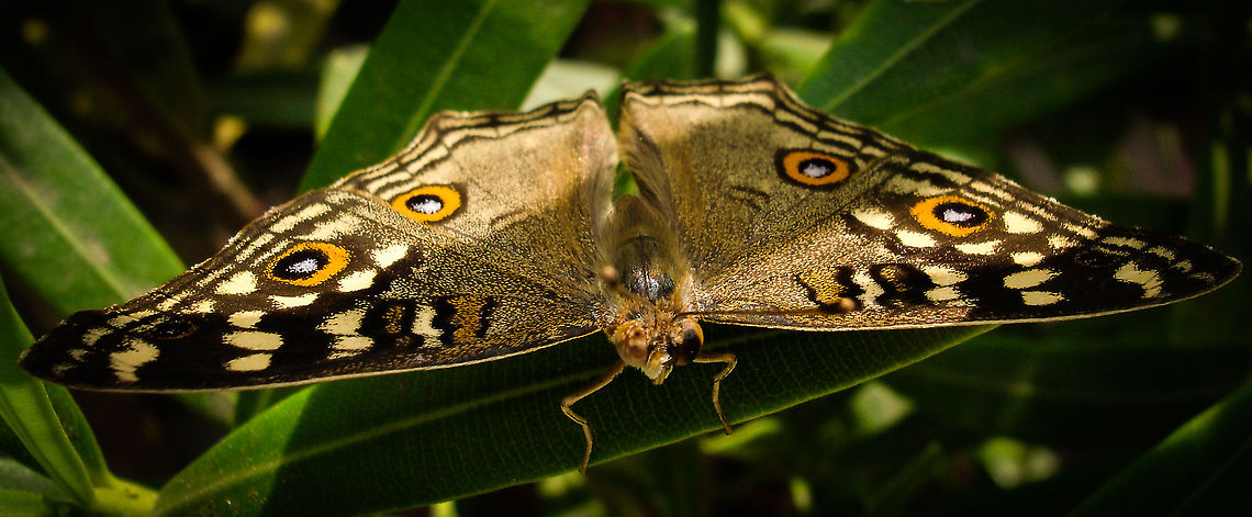 Wingspan A butterfly sits in the shade of a few leaves with its wings spread open.<br />
Please ignore the EXIF Data with regard to date &amp; time. The camera used was faulty in that regard. This was taken in 2013. Butterfly,Geotagged,India,Junonia lemonias,Lemon Pansy,Macro,wings