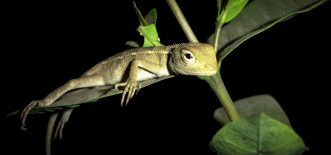 Leave me alone! An Oriental Garden Lizard lazing on a rhododendron leaf.<br />
Please ignore the EXIF data with regard to date &amp; time. The camera used was faulty in that regard. This was taken on 2013. Calotes versicolor,India,Macro,Night,Oriental Garden Lizard,Rhododendron