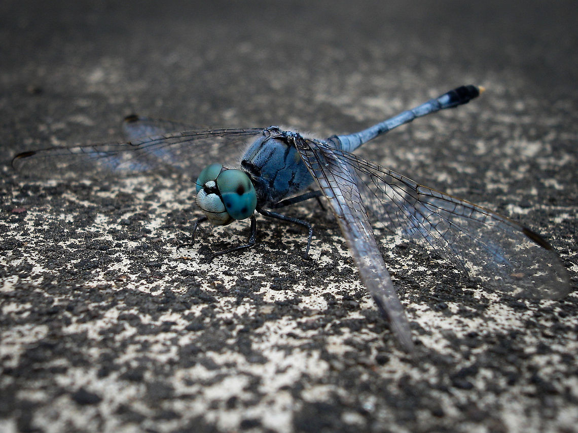Ground Skimmer A Ground Skimmer dragonfly on a concrete terrace floor. Diplacodes trivialis,Dragonfly,India,Macro