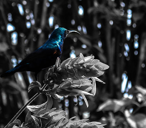 Purple Sunbird (Male) A male Purple Sunbird with its yellow pectoral tuft visible. Cinnyris asiaticus,India,Male,Purple Sunbird,bokeh,pectoral tuft,selective coloring