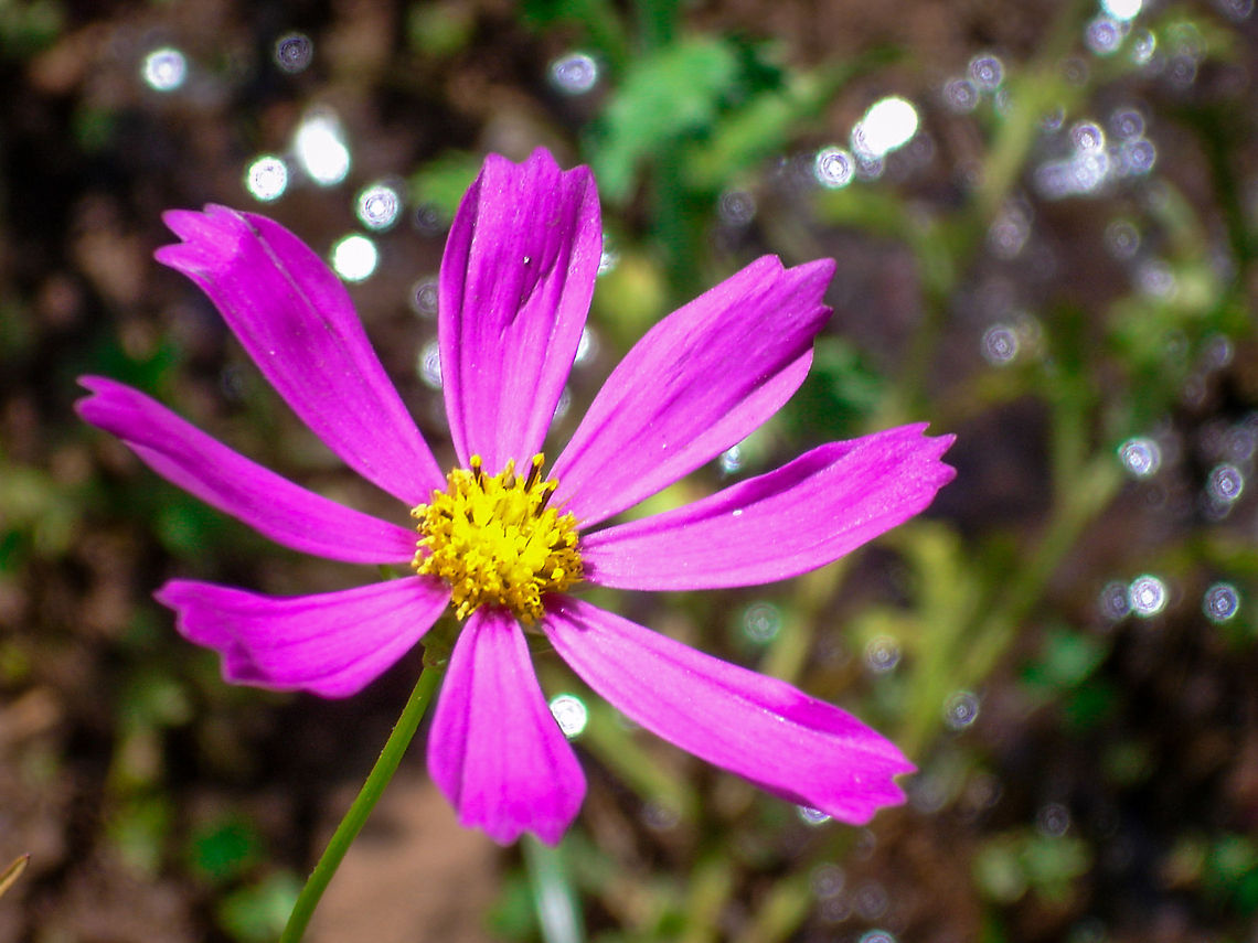 Alluring A tiny lavender flower in the garden after a light shower. India,Macro,bokeh,flower,purple