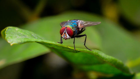 Blue Bottle Fly A Blue Bottle Fly on a leaf. Blue bottle fly,Calliphora vomitoria,nikon d5100