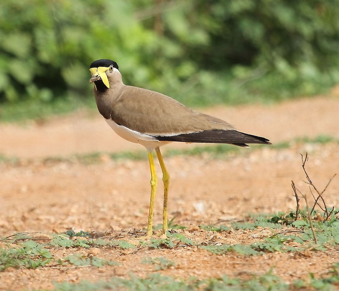 Yellow-wattled Lapwing  Vanellus malabaricus,Yellow-wattled Lapwing