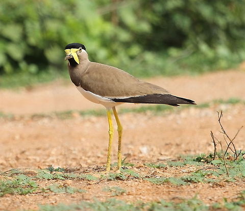 Yellow-wattled Lapwing  Vanellus malabaricus,Yellow-wattled Lapwing