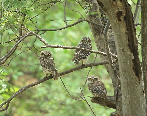 3 Some  Athene brama,Spotted Owlet