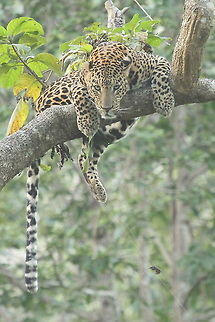 Right into my Lens  Animals,Big cats,Leopard,Nature,Panthera pardus,Style,nature