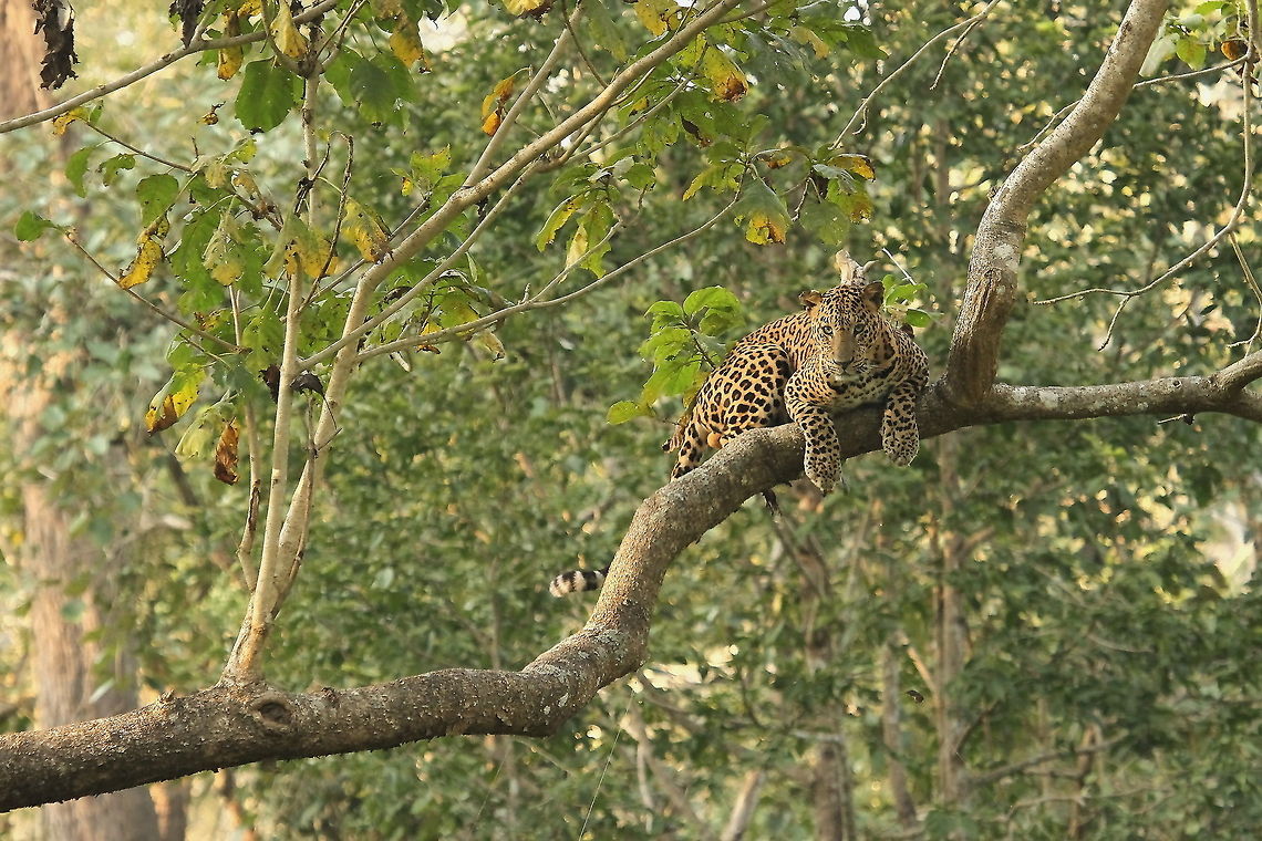 Leopard in a perfect Habitat  Animals,Big cats,Habitat,Leopard,Nature,Panthera pardus