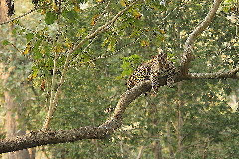 Leopard in a perfect Habitat  Animals,Big cats,Habitat,Leopard,Nature,Panthera pardus