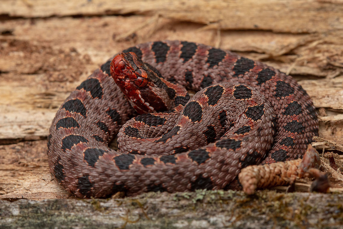 Carolina Pygmy Rattlesnake An individual found from the unique population in North Carolina known as the &ldquo;Red Pygmy Rattlesnake&rdquo;. This population is known for this odd color which differentiates it from all its other counterparts. It is however not it&rsquo;s own subspecies and belongs to the Sistrurus miliarius miliarius group. North Carolina,Pygmy rattlesnake,Sistrurus miliarius,rattlesnake