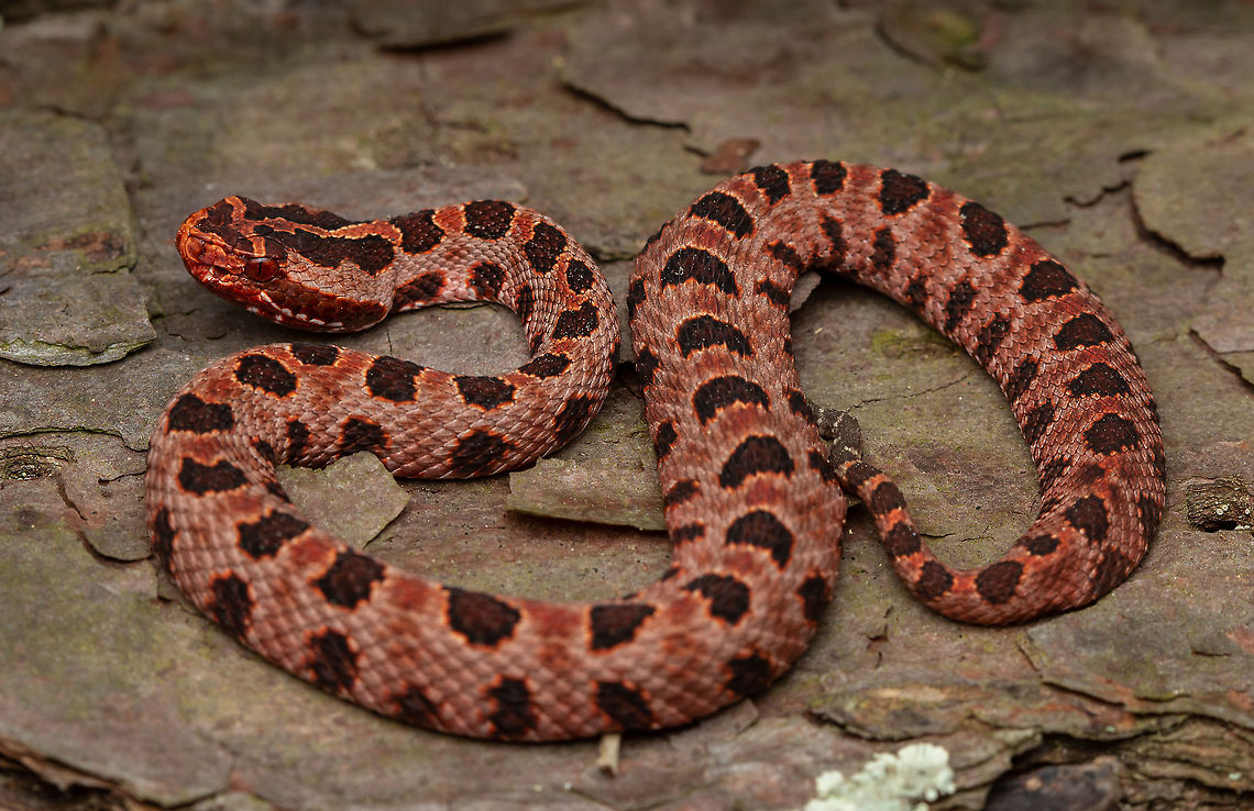 Carolina Pygmy Rattlesnake An individual found from the unique population in North Carolina known as the &ldquo;Red Pygmy Rattlesnake&rdquo;. This population is known for this odd color which differentiates it from all its other counterparts. It is however not it&rsquo;s own subspecies and belongs to the Sistrurus miliarius miliarius group. North Carolina,Pygmy rattlesnake,Rattlesnake,Sistrurus miliarius