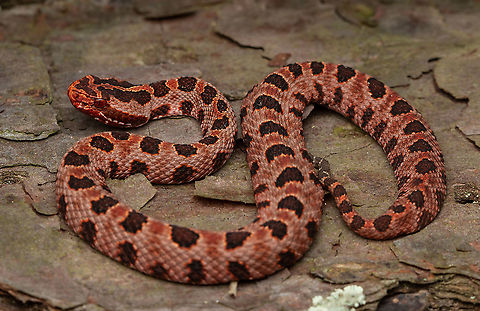 Carolina Pygmy Rattlesnake An individual found from the unique population in North Carolina known as the “Red Pygmy Rattlesnake”. This population is known for this odd color which differentiates it from all its other counterparts. It is however not it’s own subspecies and belongs to the Sistrurus miliarius miliarius group. North Carolina,Pygmy rattlesnake,Rattlesnake,Sistrurus miliarius