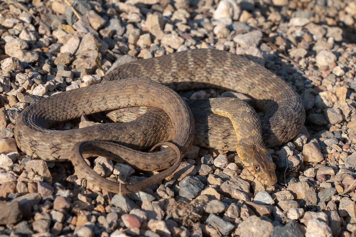 Concho Water Snake This is an adult female. This snake is the topic of my current research. I saw that it hadn&#039;t been posted before so I thought it would be a good time to introduce it. It is endemic to Central Texas in the Colorado River watershed. Geotagged,Nerodia paucimaculata,Summer,United States,nerodia,watersnake