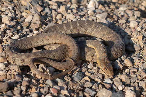 Concho Water Snake This is an adult female. This snake is the topic of my current research. I saw that it hadn't been posted before so I thought it would be a good time to introduce it. It is endemic to Central Texas in the Colorado River watershed. Geotagged,Nerodia paucimaculata,Summer,United States,nerodia,watersnake