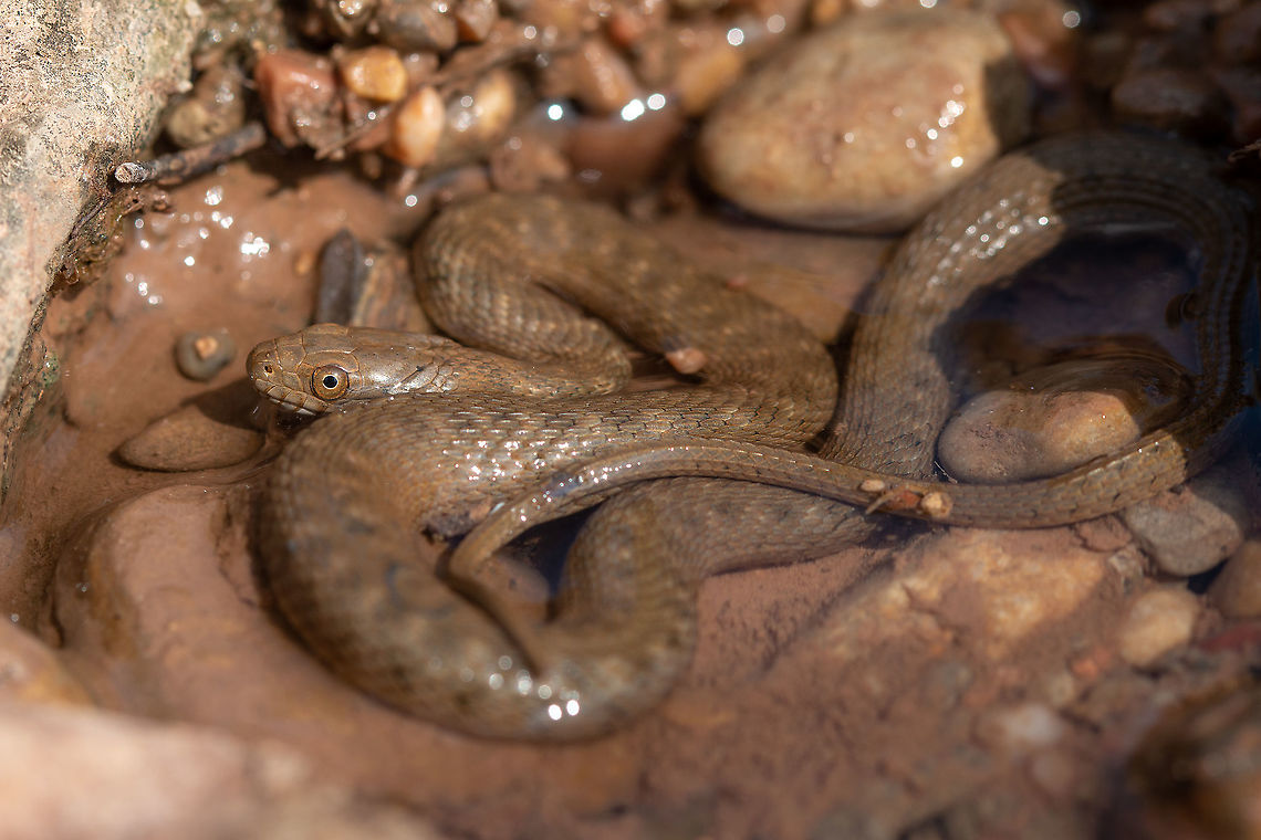 Concho Water Snake This is a neonate. The species used to be protected but was delisted in 2011. Now I am helping to monitor the populations since its delisting to ensure no more protections are needed.<br />
 Fall,Geotagged,Nerodia paucimaculata,United States,nerodia,water snake