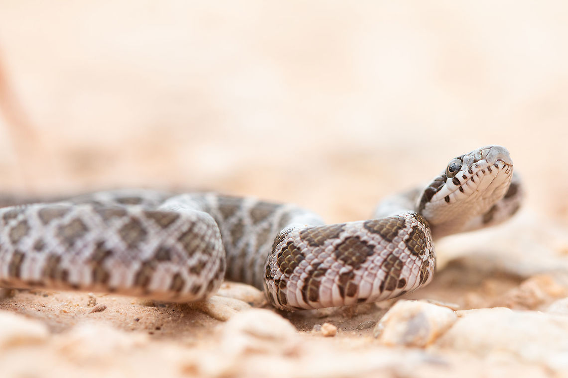 Great Plains Ratsnake A juvenile found on a cloudy day. Juveniles like this one are difficult to differentiate with Pantherophis obsoletus (Western Ratsnake). The primary things to note that makes this species different is a fully connected spearpoint at the top of the head as well as those dark bands (visible above) behind the eyes that run past the mouth. In the Western Ratsnake they only go to the mouth. Fall,Geotagged,Pantherophis emoryi,United States,great plains ratsnake,pantherophis,ratsnake,texas