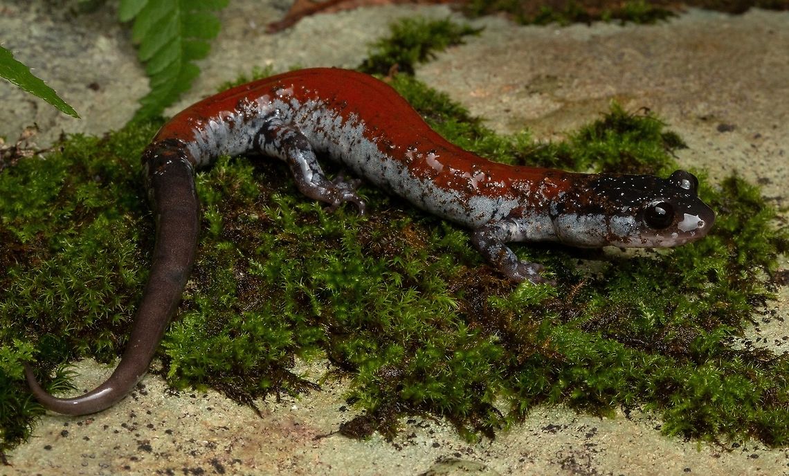 Yonahlossee Salamander A beautiful Plethodon from the mountains of North Carolina, USA. This was a huge target of mine when exploring the North facing slopes of the mountains. In my opinion a top 3 in most beautiful US salamanders. Geotagged,Plethodon yonahlossee,United States,Yonahlossee salamander,north carolina