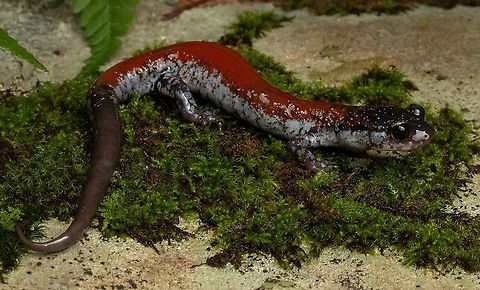 Yonahlossee Salamander A beautiful Plethodon from the mountains of North Carolina, USA. This was a huge target of mine when exploring the North facing slopes of the mountains. In my opinion a top 3 in most beautiful US salamanders. Geotagged,Plethodon yonahlossee,United States,Yonahlossee salamander,north carolina