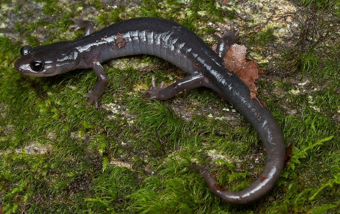 Northern Grey-Cheeked Salamander Another Plethodon found in the same habitat as the Yonahlossee Salamander. Geotagged,Northern gray-cheeked salamander,Plethodon montanus,United States,north carolina,salamander