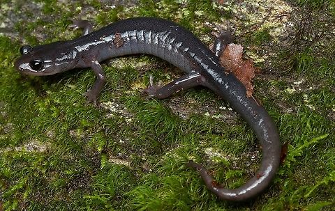Northern gray-cheeked salamander