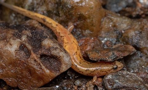 Carolina mountain dusky salamander