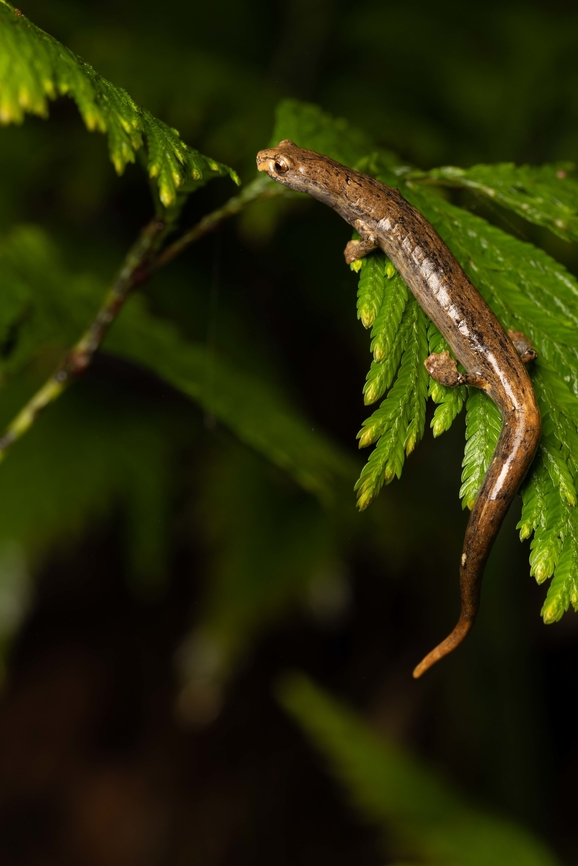 Hotel Zaracay salamander An adult found near the cordillera of Jama Coaque Reserve, EC on one cloudy misty night. Bolitoglossa chica,Ecuador,Geotagged,Hotel Zaracay salamander,Summer,amphibian,salamander