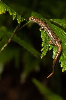 Hotel Zaracay salamander