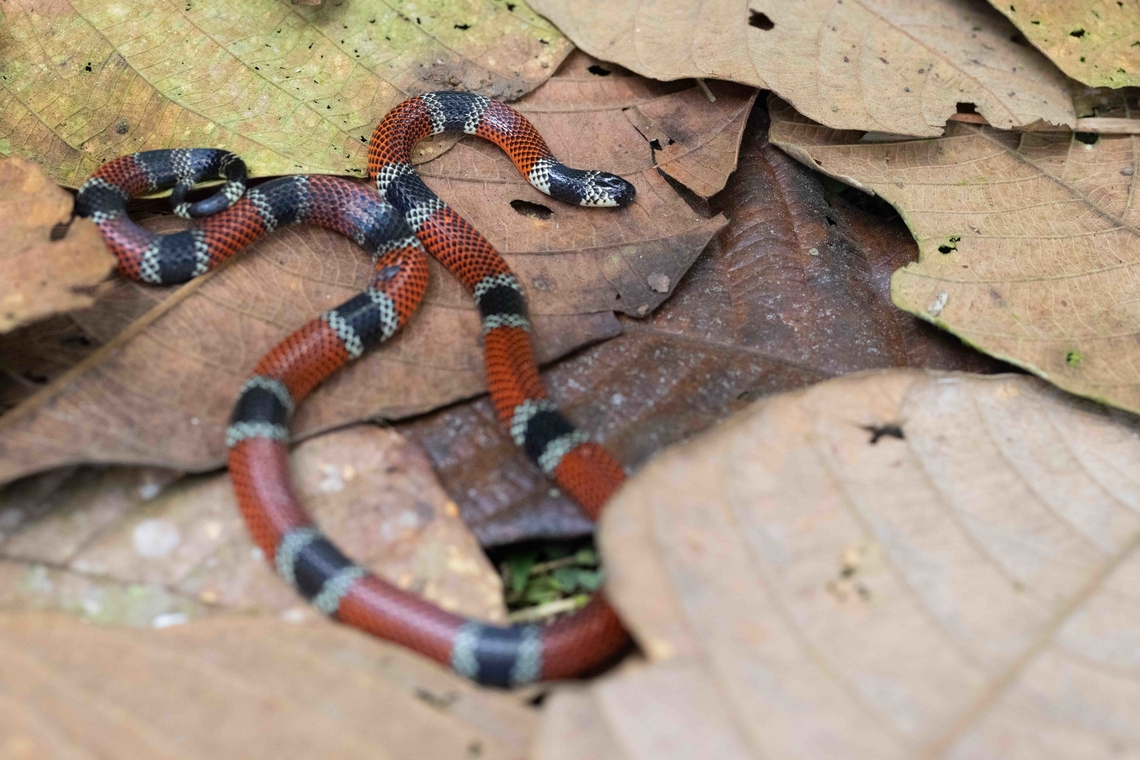 Trans-Andean Coral Snake (Micrurus dumerilii trasandinus) A large adult female found just after dark crossing a trail. A relatively rare sighting for the area and my first ever coral snake! Ecuador,Geotagged,Micrurus dumerilii,Summer,Transandean Capuchin Coralsnake,coral snake,micrurus,micrurus dumerilii,reptile,snake