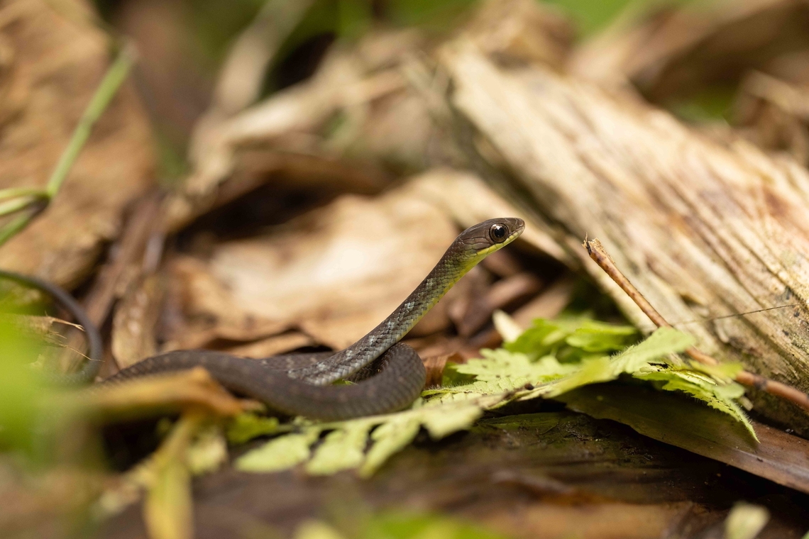 Slender Forest Racer (Dendrophidion graciliverpa) A juvenile forest racer. Very similar to D. clarkii however, a subcaudal scale count showed this to be D. graciliverpa near the western most extent of its range. Cadle's Forest Racer,Dendrophidion graciliverpa,Ecuador,Geotagged,Summer,dendrophidion,forest racer,reptile,snake