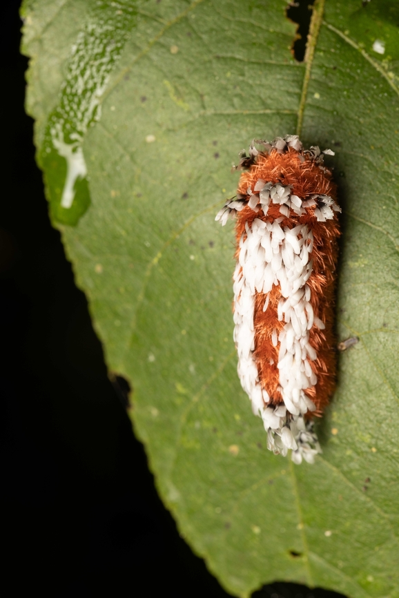 Shag Carpet Caterpillar (Prothysana felderi) Impressed to see this already identified on the site! One of the most unique caterpillars I have come across. There is a theory the white parts are meant to mimic the fungal/wasp parasitism that is quite prevalent in the forests of Ecuador. Prothysana felderi,caterpillar,insect,moth
