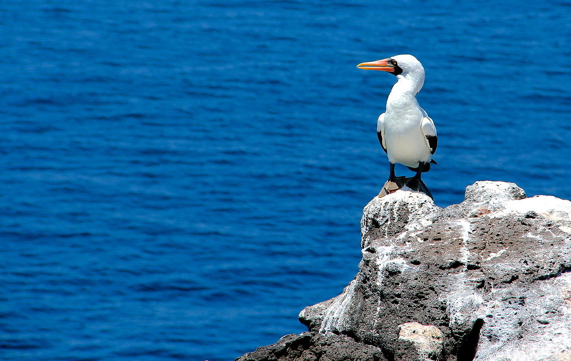 A Reflection A nazca booby stares off the cliffs into the vast ocean. Nazca Booby,Sula granti,bird,blue,cliff,galapagos,nature,ocean,orange,rock,sea,waterbirds,white,wild,wildlife