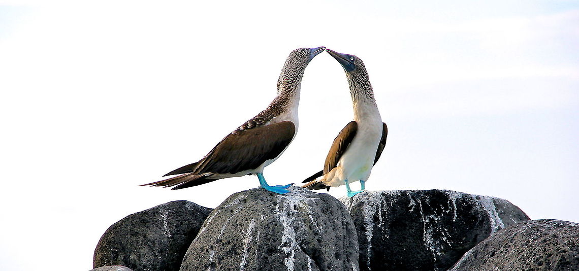 A Quick Peck Two blue footed boobies standing atop some rocks socializing. Blue-footed Booby,Sula nebouxii,beach,bird,blue,galapagos,island,ocean,rocks,seabirds,shore,sky,waterbirds,white