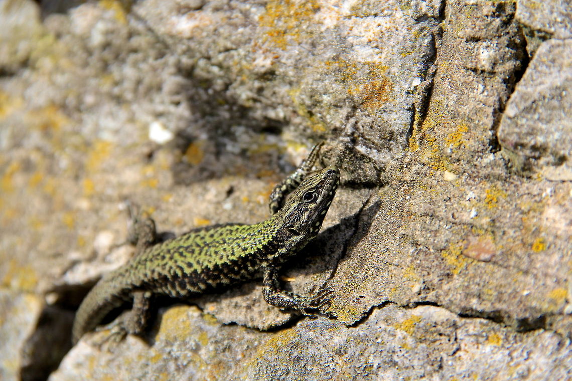 Common Wall Lizard a common wall lizard out basking from his hole in the rock wall along a walk in Portsmouth. Common wall lizard,England,Podarcis muralis,United Kingdom,green,lizard,nature,pattern,reptile,rock,sun,sunny,wild