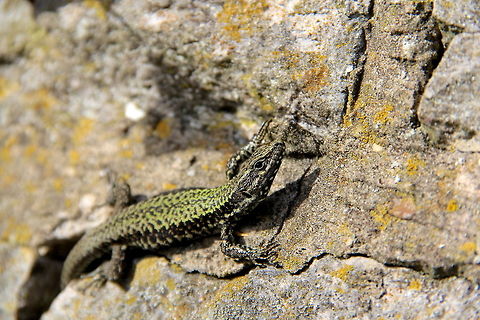 Common Wall Lizard a common wall lizard out basking from his hole in the rock wall along a walk in Portsmouth. Common wall lizard,England,Podarcis muralis,United Kingdom,green,lizard,nature,pattern,reptile,rock,sun,sunny,wild