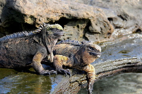 Brothers Two marine iguanas hanging out on the edge of the rocky shore next to the ocean in the galapagos islands Amblyrhynchus cristatus,Ecuador,Geotagged,Marine iguana,animal,galapagos,geotagged,lizard,marine,marinelife,nature,ocean,reptile,rock,spike,sunlight,sunny,wild,wildlife