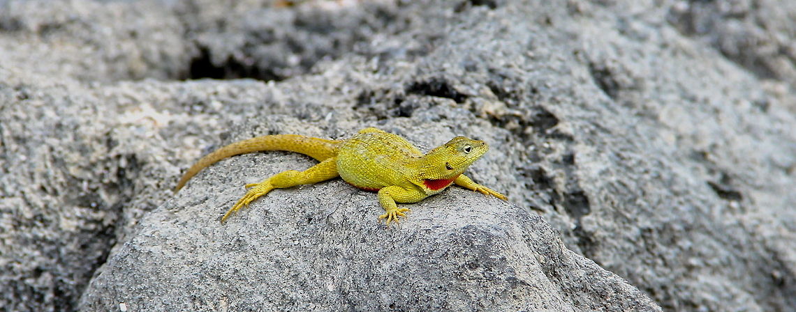 Gold Coin A bright lava lizard sitting out on the galapagos rocky shore soaking in some warm sun. <br />
 Ecuador,Geotagged,animal,galapagos,gold,golden,grey,islands,lizard,nature,red,reptile,rock,shore,wild,wildlife,yellow