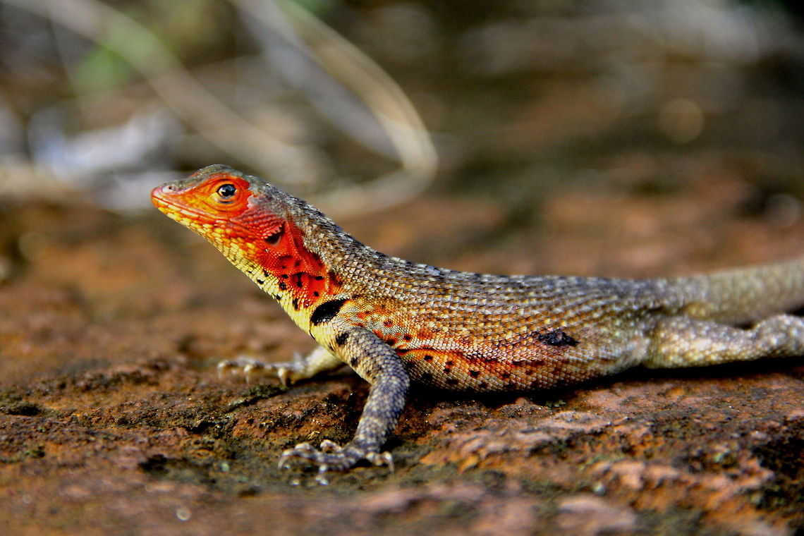 Lizard of Lava This is a Galapagos lava lizard that is one of many species of lava lizard in the galapagos.  Ecuador,Geotagged,Microlophus albemarlensis,animal,brown,galapagos,island,lizard,nature,pattern,red,reptile,spots,sun,sunny,wild,wildlife
