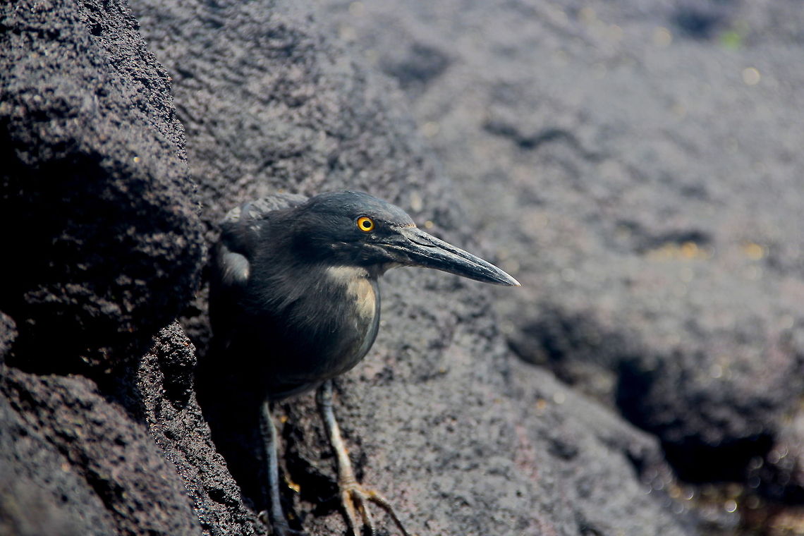 Golden Eye This lava heron perfectly blends with the lava rock in which it walks along hunting for food such as crabs. Butorides sundevalli,Ecuador,Geotagged,animal,avian,bird,camouflage,galapagos,heron,lava,lava heron,nature,wild,wildlife