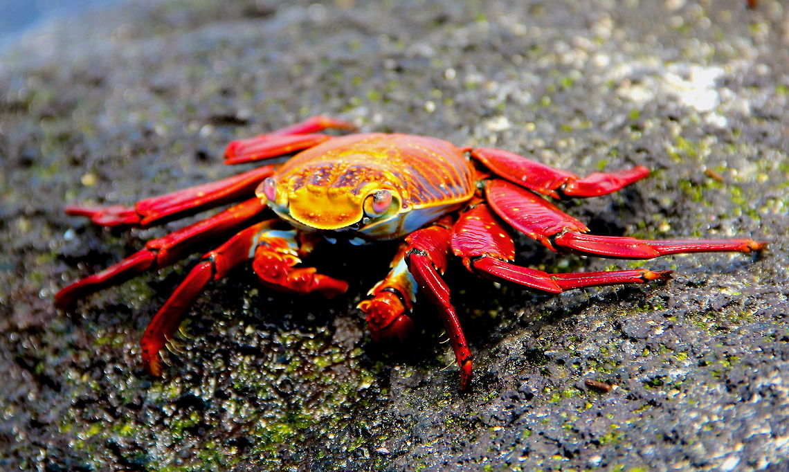 Sally Lightfoot This was a beautiful individual of many on the rocky shores of the Galapagos islands. Ecuador,Geotagged,Grapsus grapsus,animal,beach,bright,color,colorful,crab,crustaceans,eye,nature,red,rock,shore,wild,wildlife