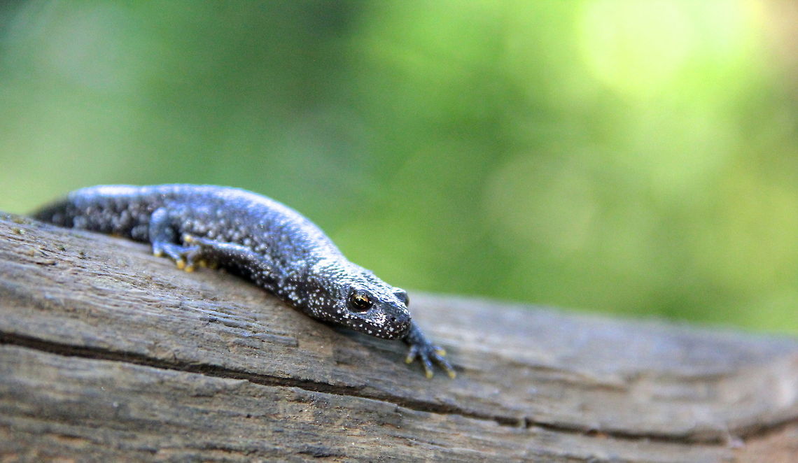 On The Run This great crested newt is a protected species in the UK and I was fortunate enough to come across this one's hang out and see him on a weekly basis. Geotagged,Northern crested newt,Triturus cristatus,United Kingdom,amphibian,animal,black,forest,green,nature,newt,orange,water,wild,wildlife,wood