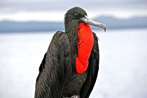 Magnificent Frigate Not too sure if its Fregata magnificens or Fregata minor but nonetheless it is a beautiful frigate bird that was hitching a ride on our boat as we were traveling between islands of the Galapagos. Ecuador,Fregata magnificens,Geotagged,Magnificent Frigatebird,animal,bird,black,feather,island,mating,nature,ocean,red,sky,wild,wildlife