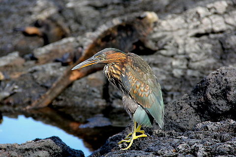 Striated Heron This was a sub adult striated heron that was relaxing on the rocks next to the ocean in the Galapagos islands.  Butorides striata,Ecuador,Geotagged,Striated Heron,animal,bird,blue,galapagos,heron,iguana,island,lizard,nature,red,rock,wild,wildlife