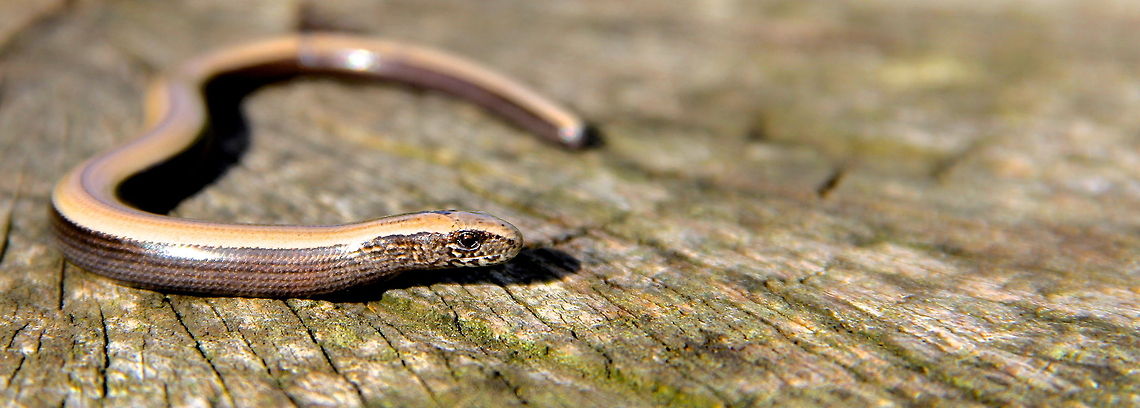 Bronze Beauty This is a slow worm a type of legless lizard and the only one of its type in the UK. It is also among the most common besides the viviparous lizard, but even so this was my first after spending countless hours looking for them. Anguis fragilis,Geotagged,Slow worm,United Kingdom,animal,bronze,lizard,nature,reptile,slow,slow worm,stump,united kingdom,wild,wildlife,wood,worm