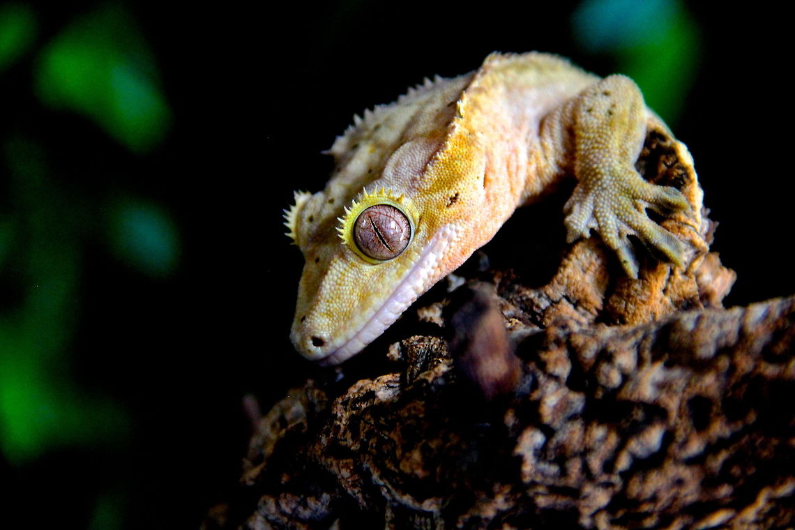 Eyelashes A lovely crested gecko that was in the reptile section of the London Zoo. Geckos are such beautiful reptiles and I seem to love them all. Correlophus ciliatus,Crested gecko,Geotagged,United Kingdom,animal,eye,gecko,lizard,nature,reptile,wild,wildlife,yellow,zoo