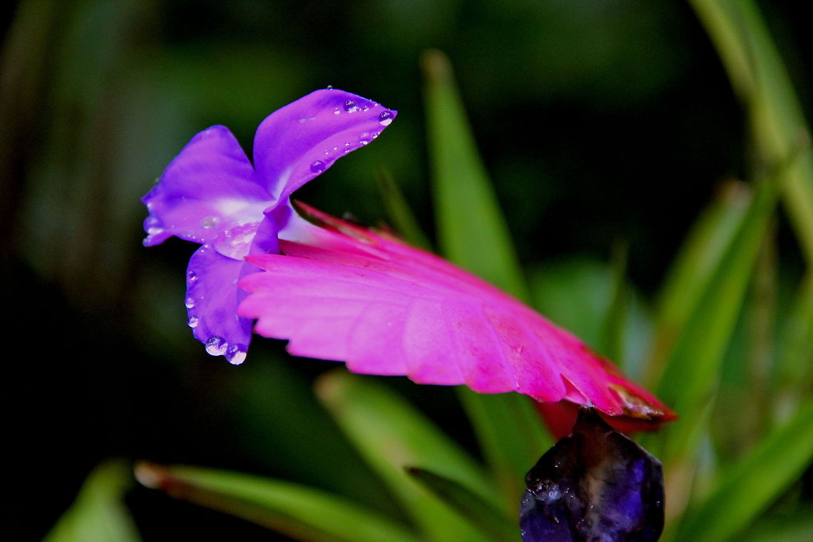 Pink Quill This was a very unique flower that had shapes and patterns unlike any flower I have ever seen. It was found at the beginning of a hiking trail in the cloudy forest of Ecuador. Ecuador,Geotagged,Tillandsia cyanea,flower,forest,green,nature,pink,plant,rain,rainforest,wild,wildlife