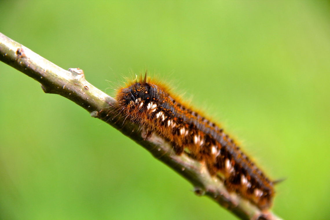 Drinker Moth This was a very bright and neon colored caterpillar that was close to four inches in length! A very cool and new species for me! Drinker,Euthrix potatoria,Geotagged,United Kingdom,animal,bug,butterfly,caterpillar,green,insect,moth,nature,orange,white,wild,wildlife