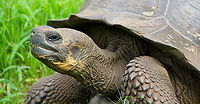 The Grand Giant This is a Galapagos Giant tortoise from my visit to one of the park reserves. A week or two after my visit lonesome george, who i was fortunate enough to see, died and was the last of his species (Chelonoidis nigra abingdonii). Chelonoidis nigra,Ecuador,Gal&aacute;pagos tortoise,Geotagged,animal,brown,eye,giant,green,nature,tortoise,turtle,wild,wildlife