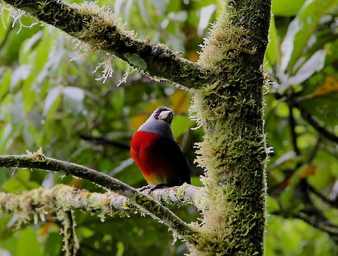 Living Rainbow This was among the prettiest of the birds we saw in the cloudy forest of Ecuador. Only had a brief chance to capture this shot as he flew off soon after. Ecuador,Geotagged,Semnornis ramphastinus,Toucan Barbet,animal,avian,bird,color,forest,nature,rainforest,south america,wild,wildlife