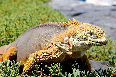 Land Iguana Among the most tame of lizards these four to five foot colorful beasts walked at their own pace throughout the Galapagos islands. Conolophus subcristatus,Ecuador,Galapagos land iguana,Geotagged,animal,coast,color,iguana,island,lizard,nature,reptile,wild,wildlife