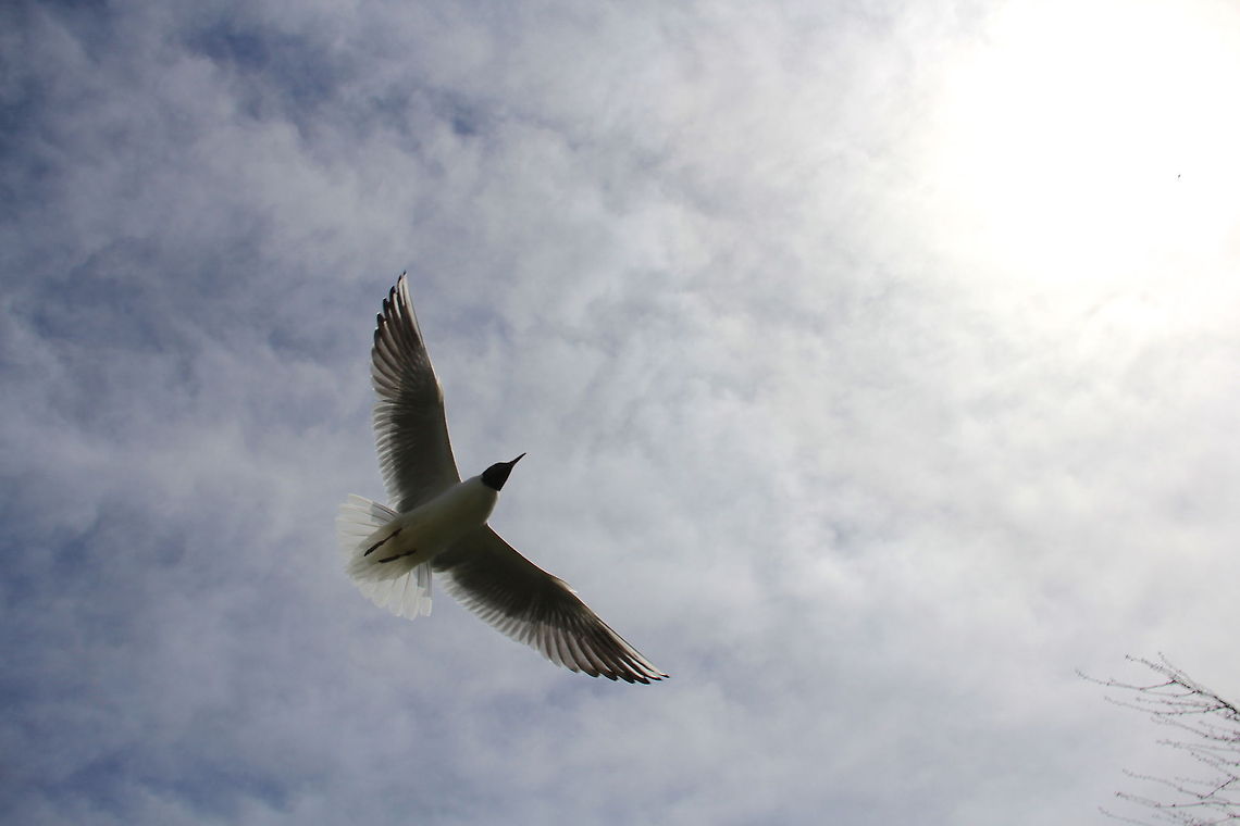 Fly A shot showing most of the Gull&#039;s feathers and wings that make this bird capable of flying. These guys seem to have a humorous sense of characteristic about them. Black-headed Gull,Chroicocephalus ridibundus,Geotagged,United Kingdom,animal,avian,bird,gull,nature,seagull,sky,sun,wild,wildlife